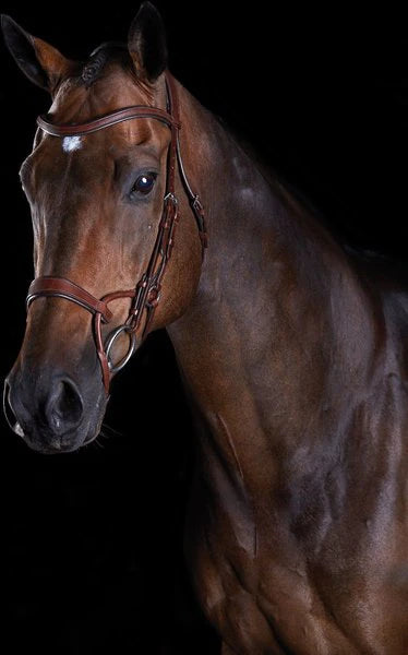 Collegiate ComFiTec Training Bridle