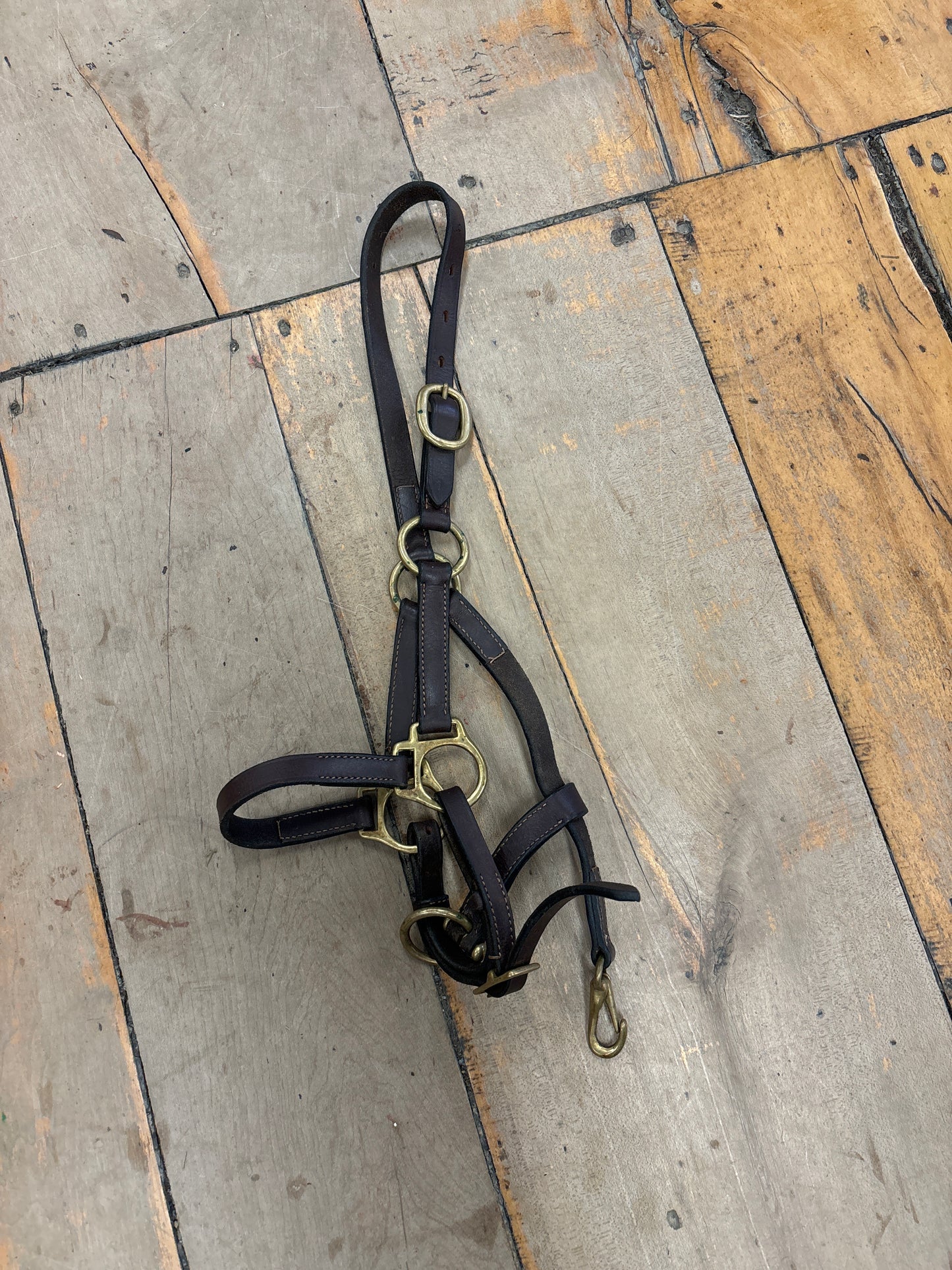 Foal Halter-Brown Leather