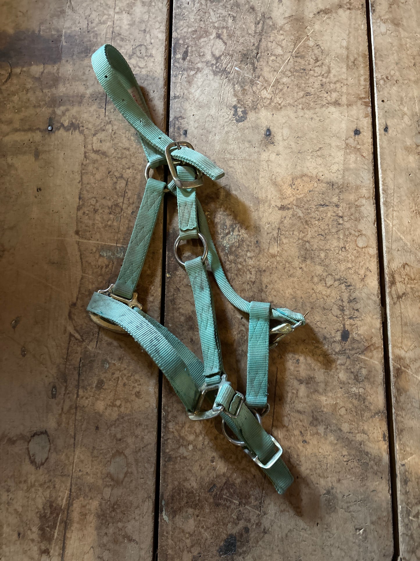 Nylon Halter-Green-Cob