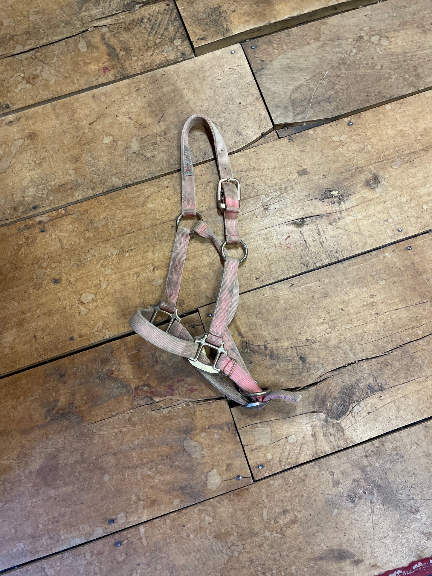 Nylon Halter-Pink-Cob