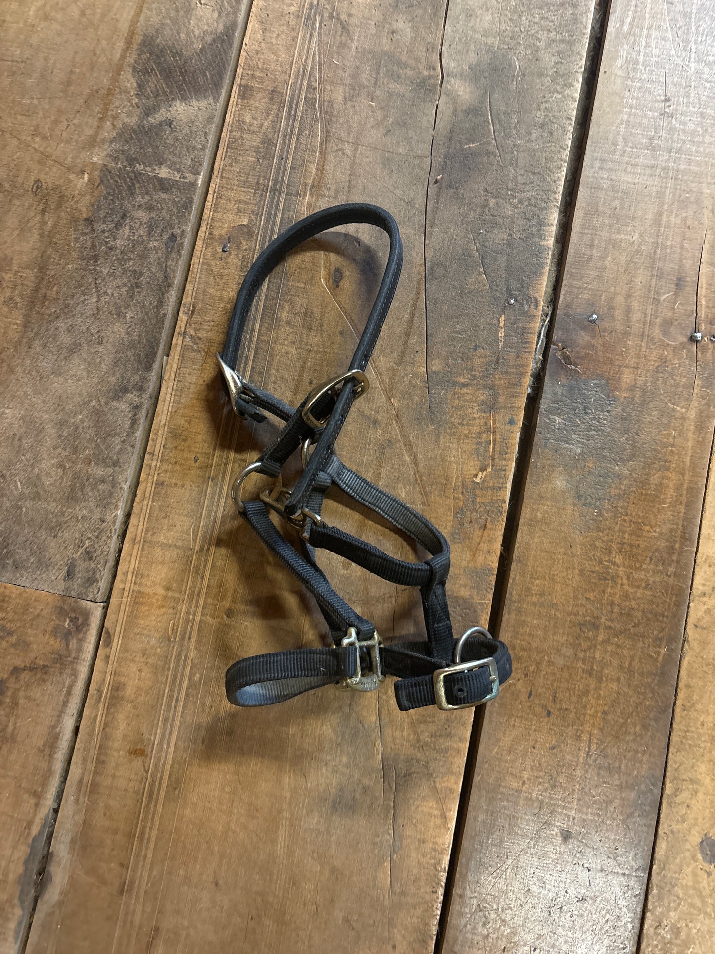 Breakaway Halter-Black-Pony