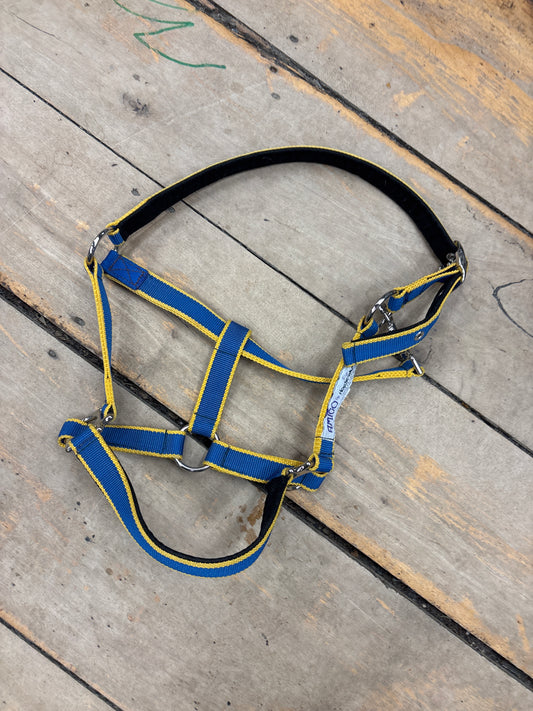 Amigo Halter-Cob-Blue/Yellow